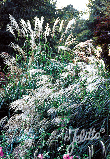 Ozdobnica čínska zmes hybidov MISCANTHUS sinensis Early Hybrids cca.20 semien